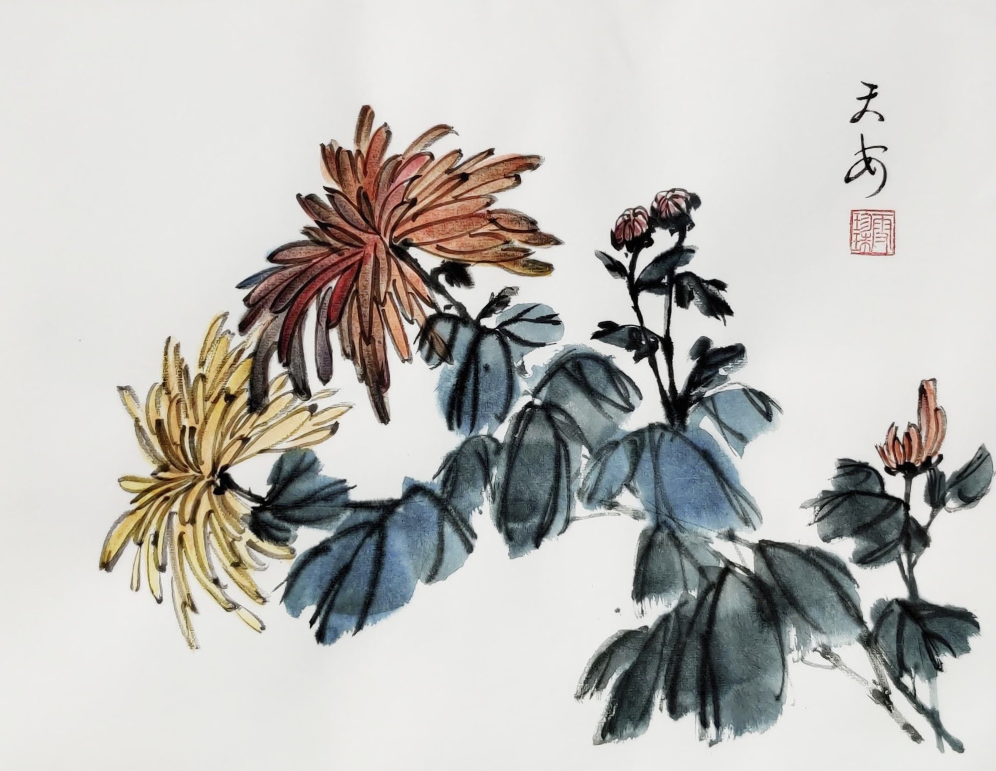 Chrysanthemums 002