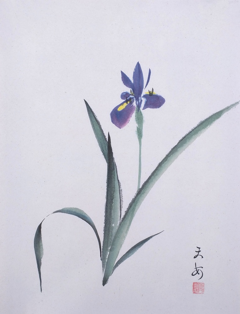 Iris 005