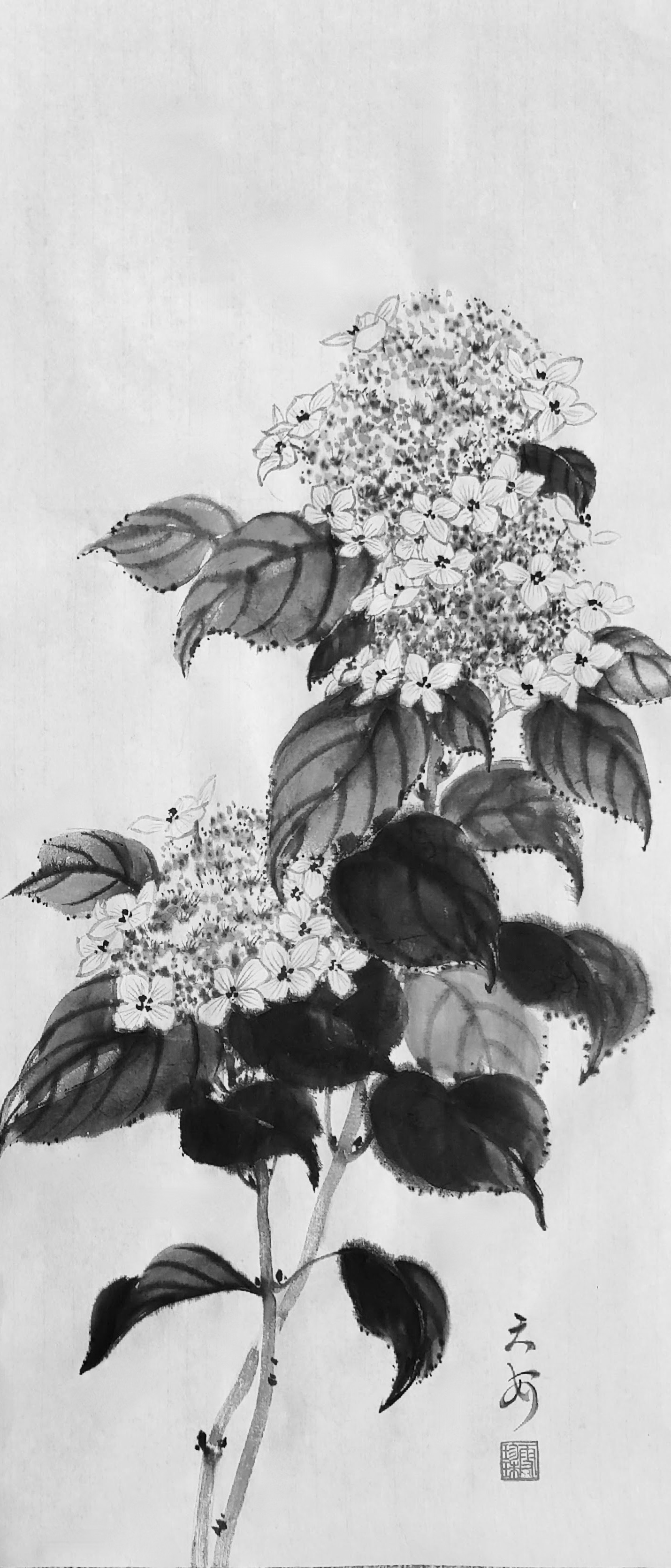 Hydrangea 000