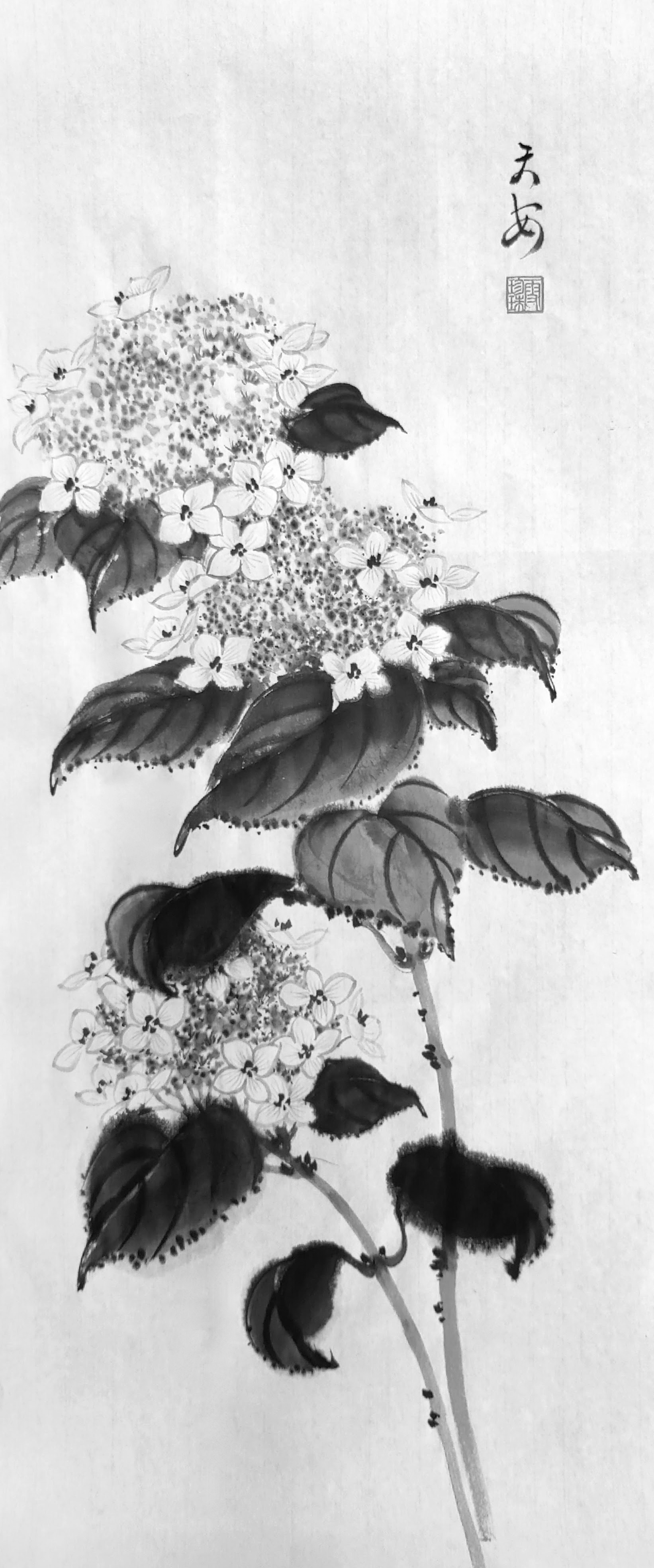 Hydrangea 001