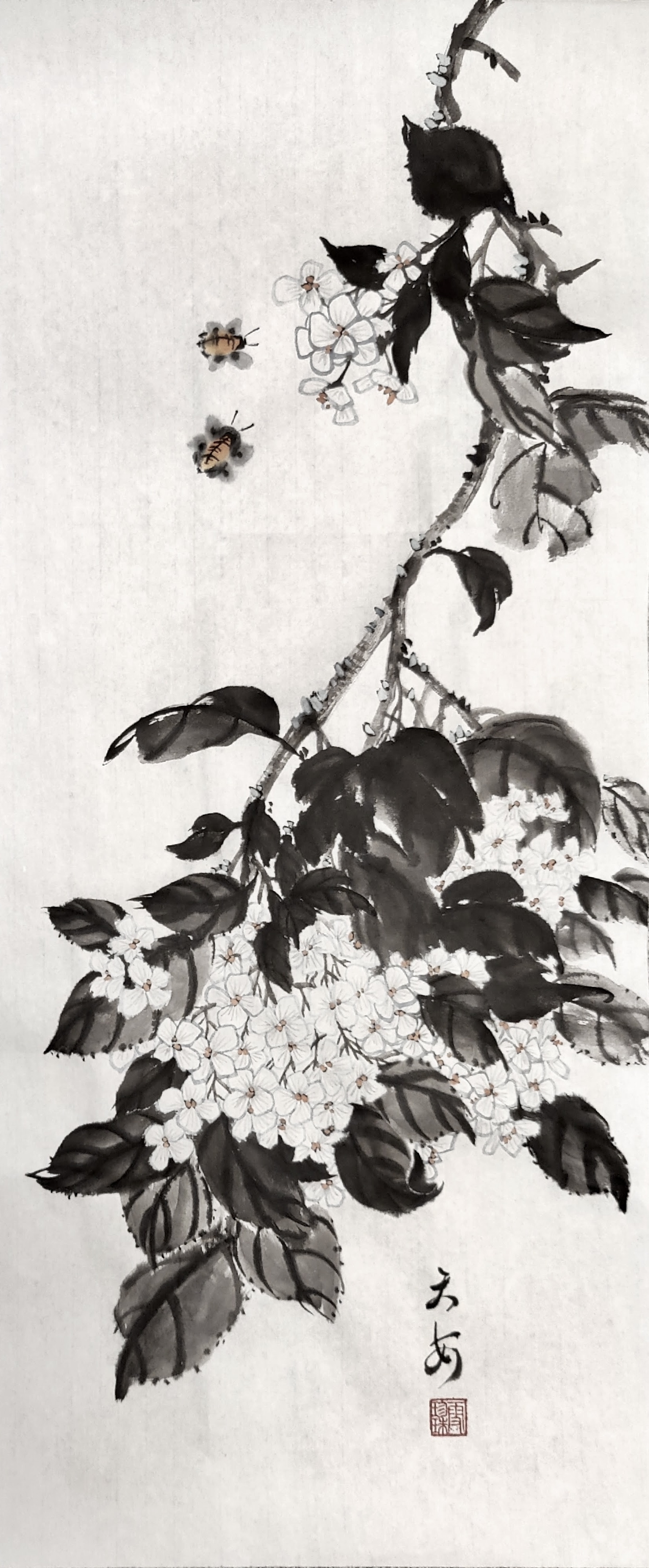 Hydrangea 003