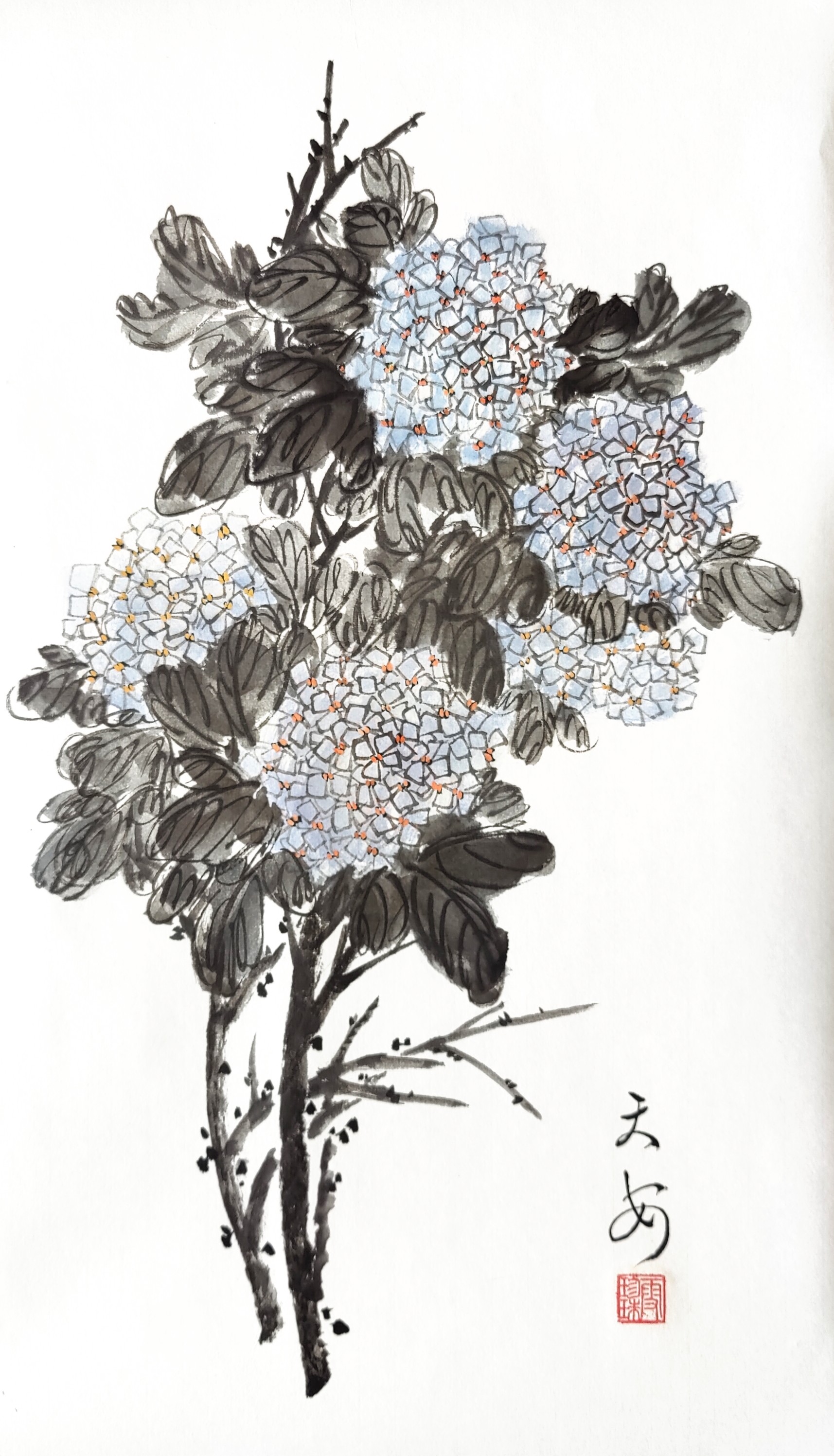 Hydrangea 004