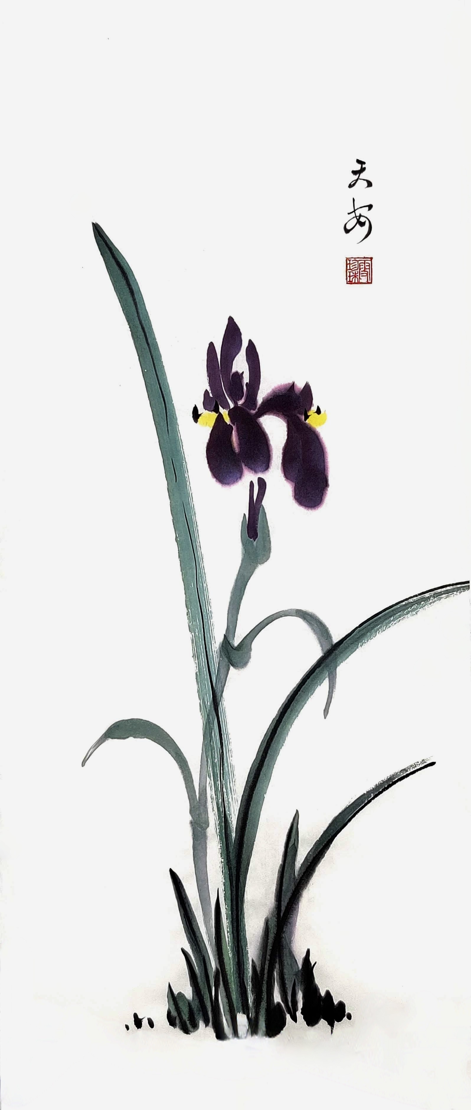 Iris 002