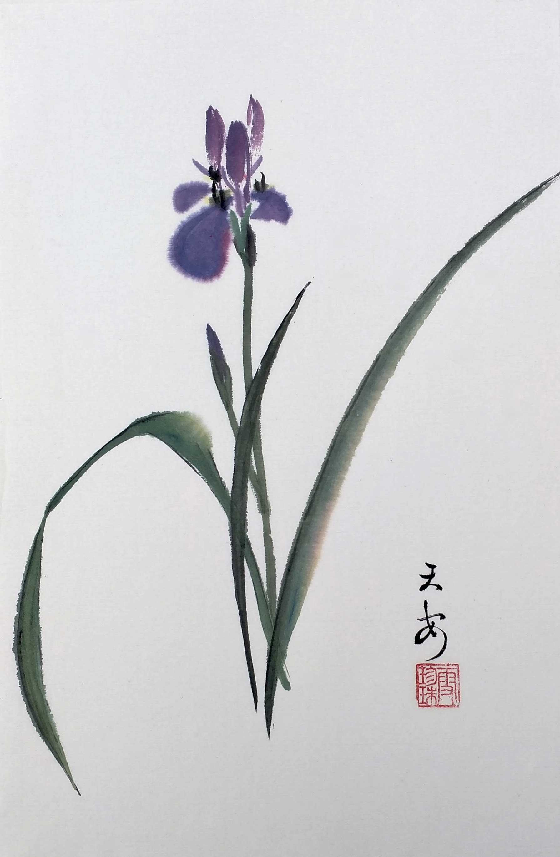 Iris 004