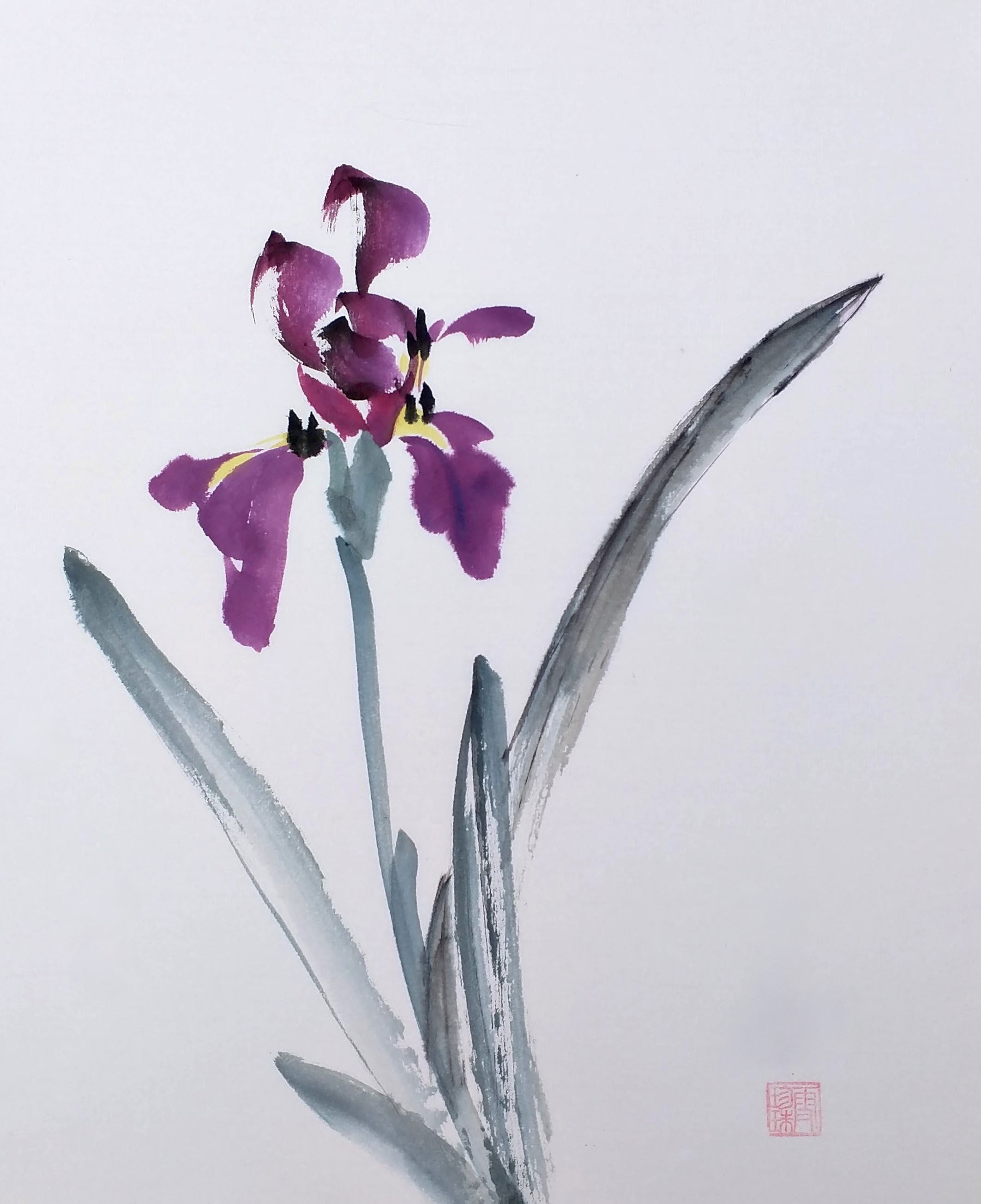Iris 005