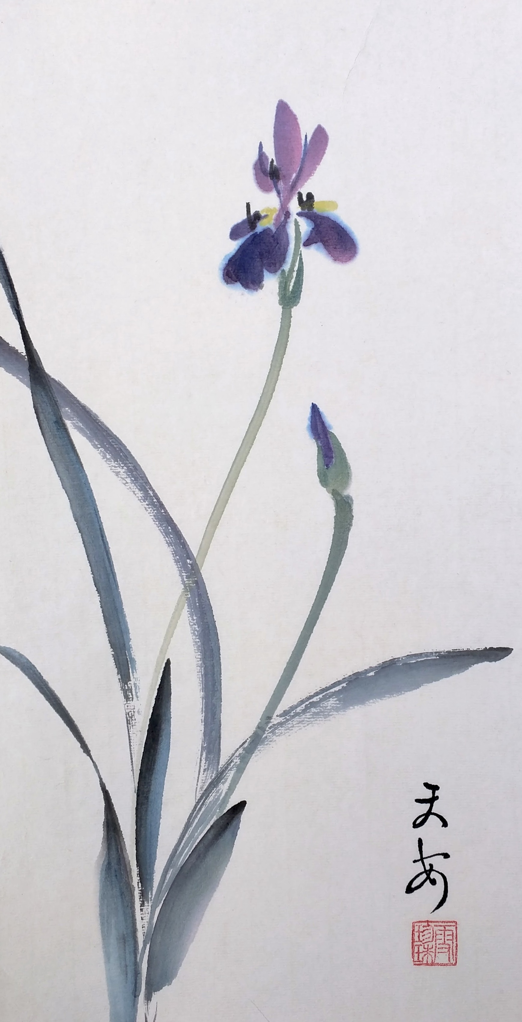 Iris 006