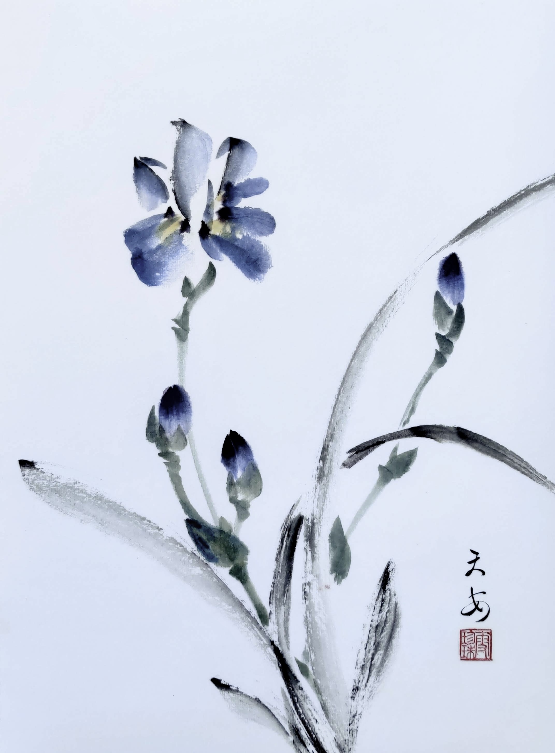 Iris 007