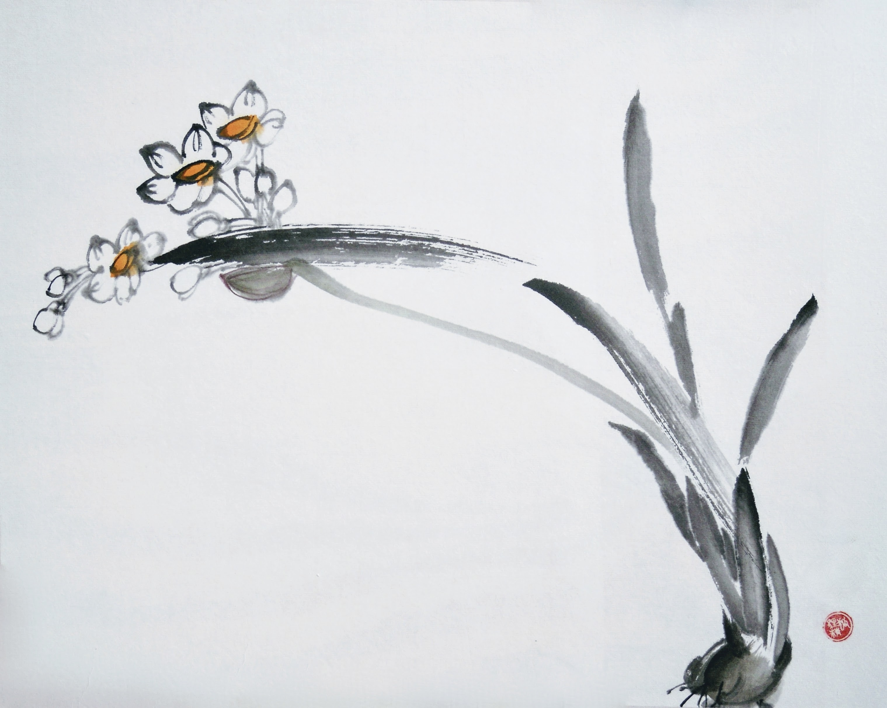 Narcissus 003
