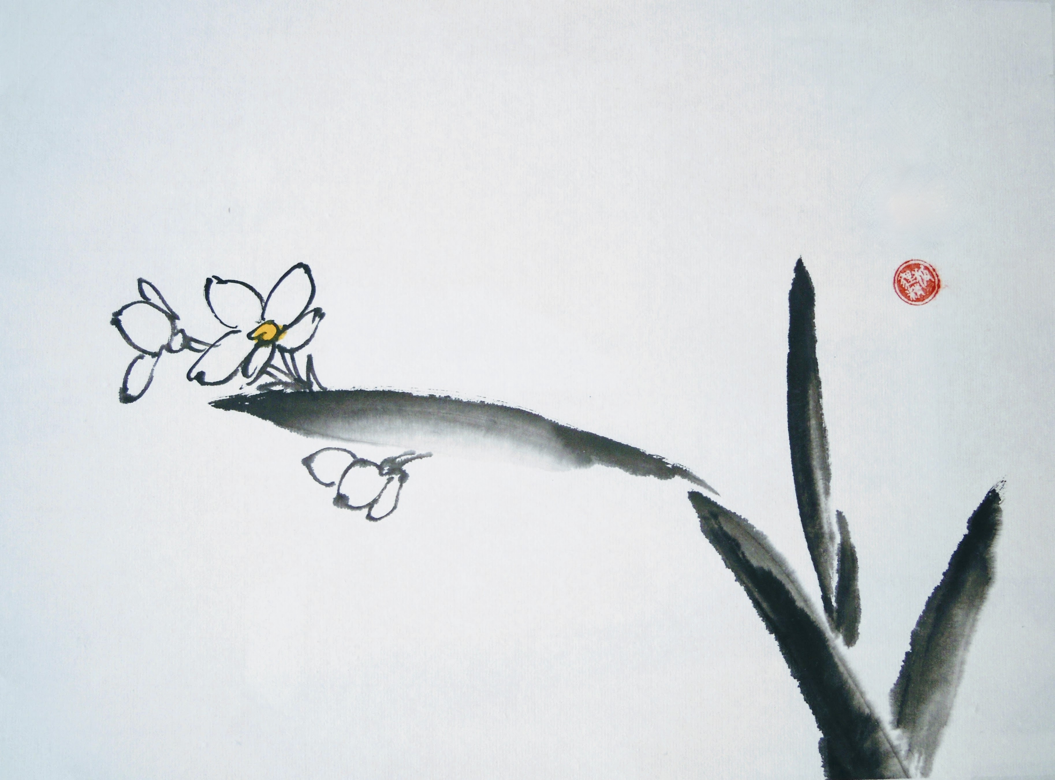 Narcissus 005