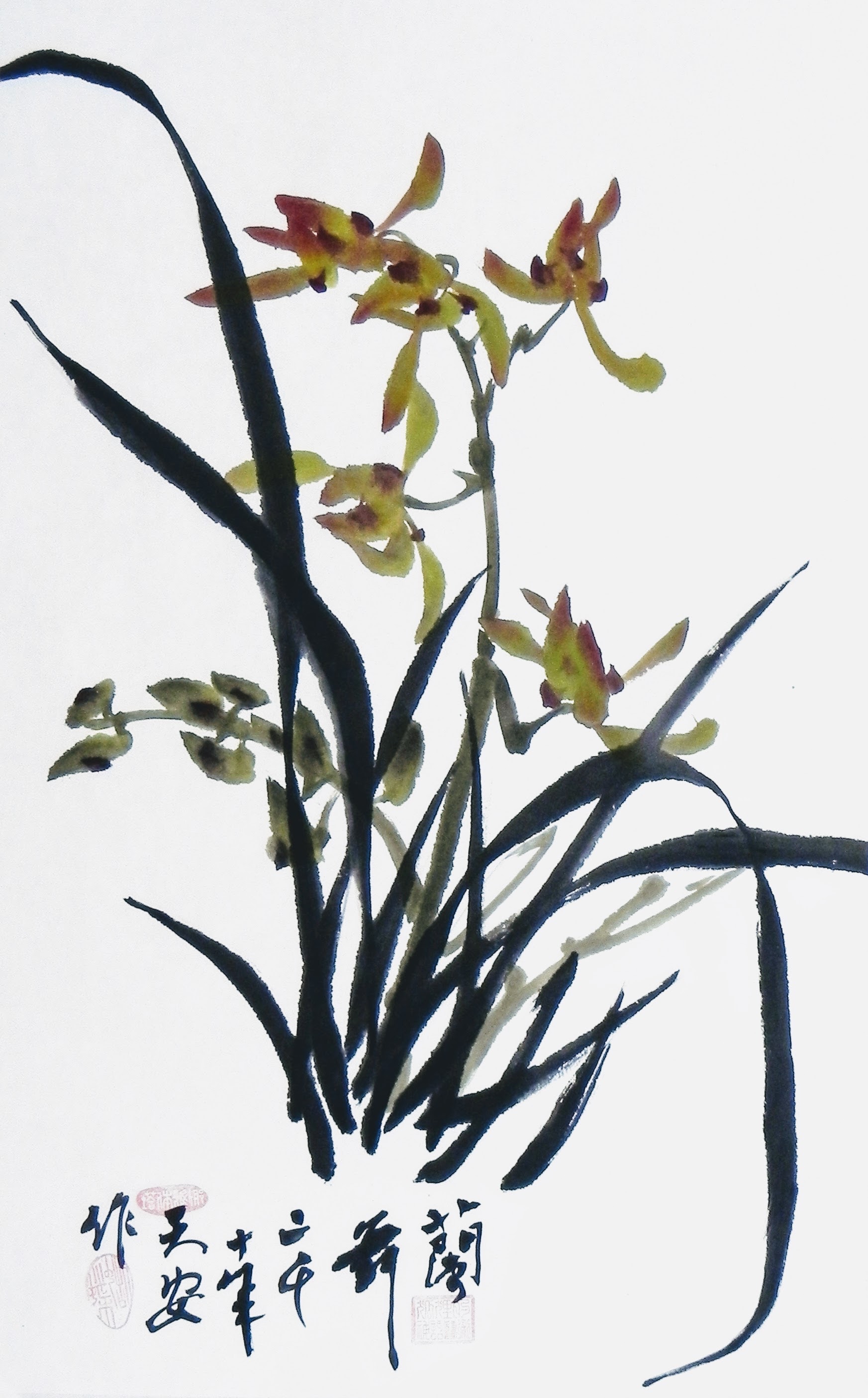 Orchids 000